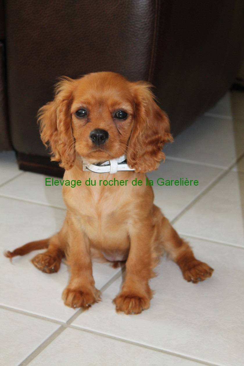 Cavalier King Charles : Lexie du rocher de la Garelire